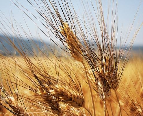 mutuo agrario