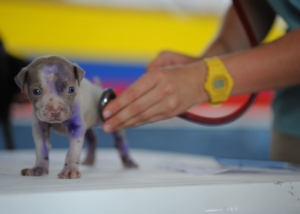 veterinario come fare per pagare meno
