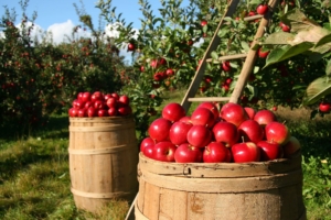 mutuo terreno agricolo